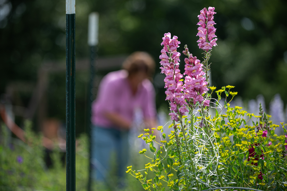 A cluster of pink and yellow flowers in front with a silhouette of a person working in back.
