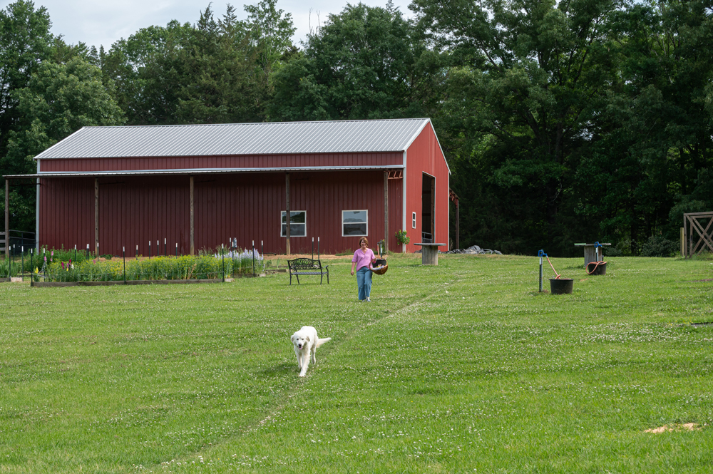 A person carrying a basket of flowers walks in front of a barn and beside a flower garden while a white dog runs in front.