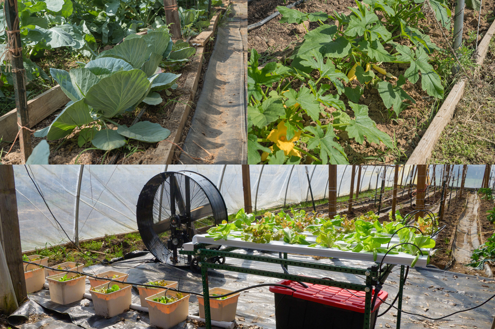Image 1 shows young greens growing in a high tunnel; Image 2 shows young squash growing in the high tunnel; Image 3 shows the inside of the high tunnel, with hydroponic plants in front and dirt rows in back.
