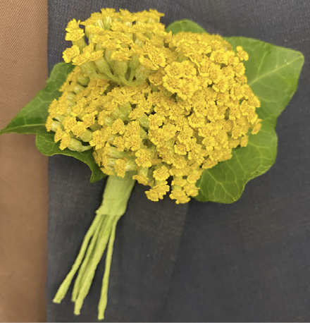 Cluster of yellow yarrow flowers with foliage pinned to a gray lapel.