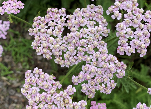 Soft pastel yarrow with mixed pink and cream flower clusters above feathery green foliage.