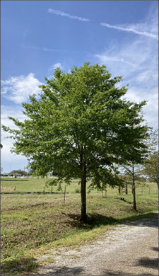 Wide shot of a full tree in its landscape.