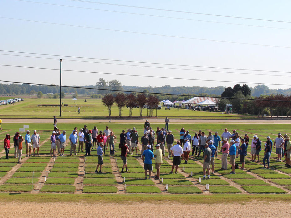 Wide shot of people inspecting turf squares
