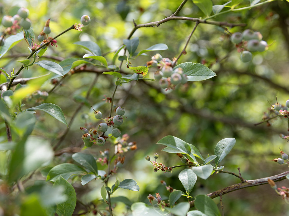 Small, green blueberries grow on a bush.