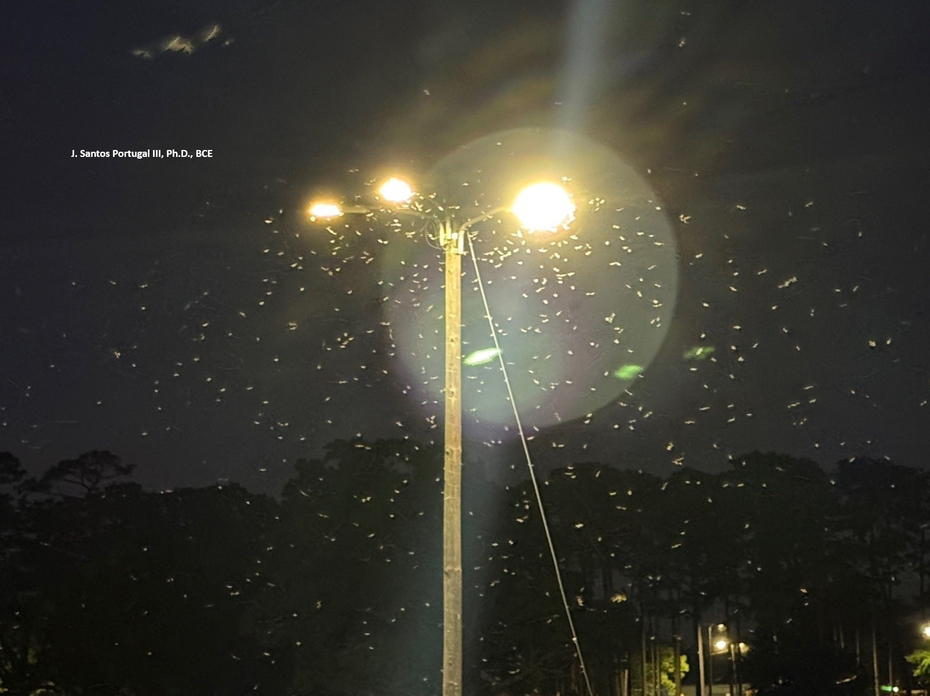 A large swarm of Formosan subterranean termite swarmers fly around a streetlight.
