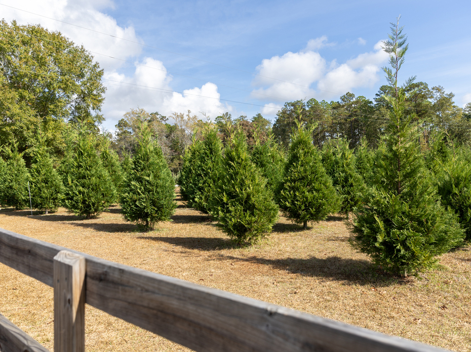 Christmas trees grow in a field behind a wooden fence.