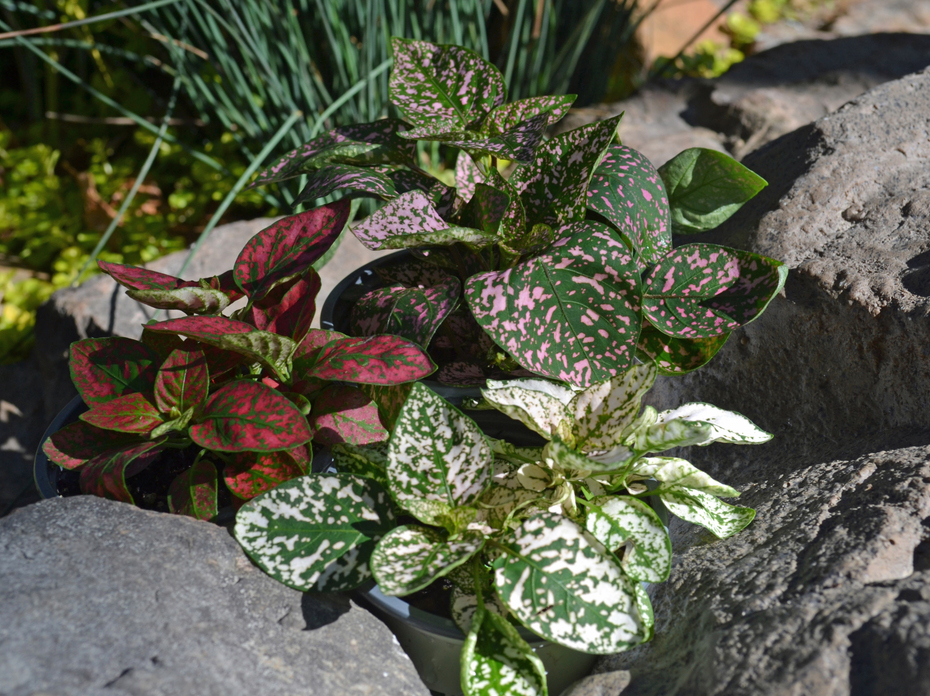 Plants with speckled leaves are part of a rock landscape.