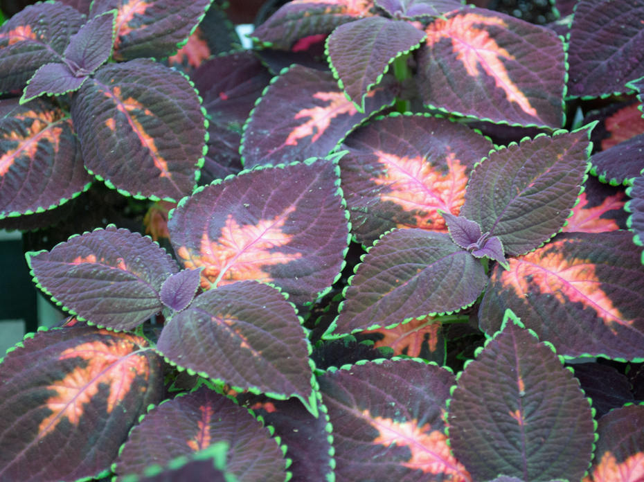 Dark leaves have green edges and pink centers.