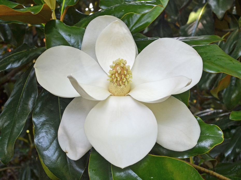 A large white flower blooms among dark green leaves. 