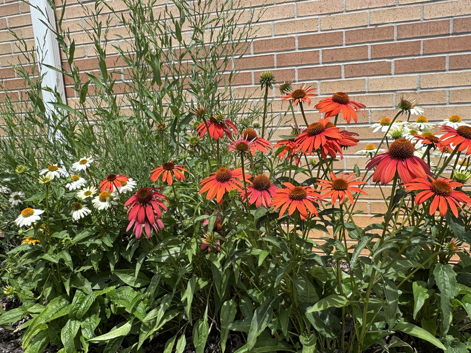 Clusters of white, yellow and red flowers fill space in front of a wall.