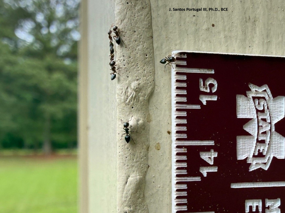 Black ants walk along a building post outdoors.