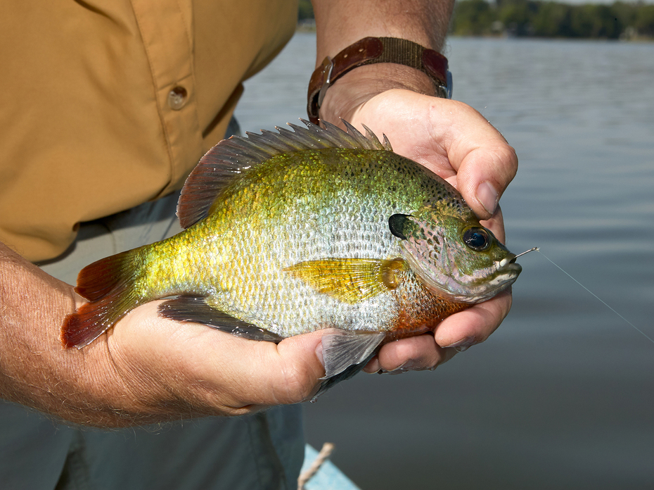 Hands holding a freshly caught sunfish over a body of water. The fish displays vibrant green, yellow and orange hues.
