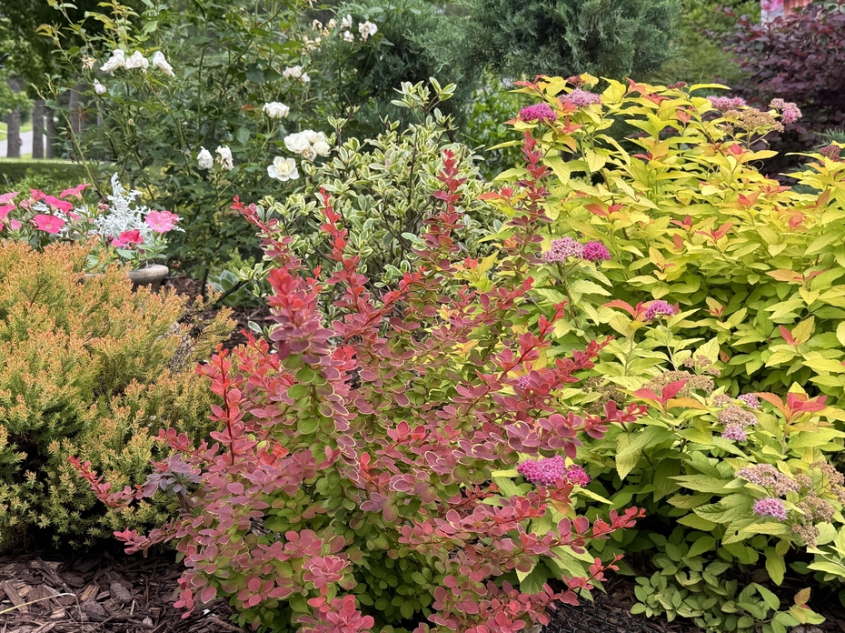 A bush with red branches grows in a garden with other colorful shrubs.