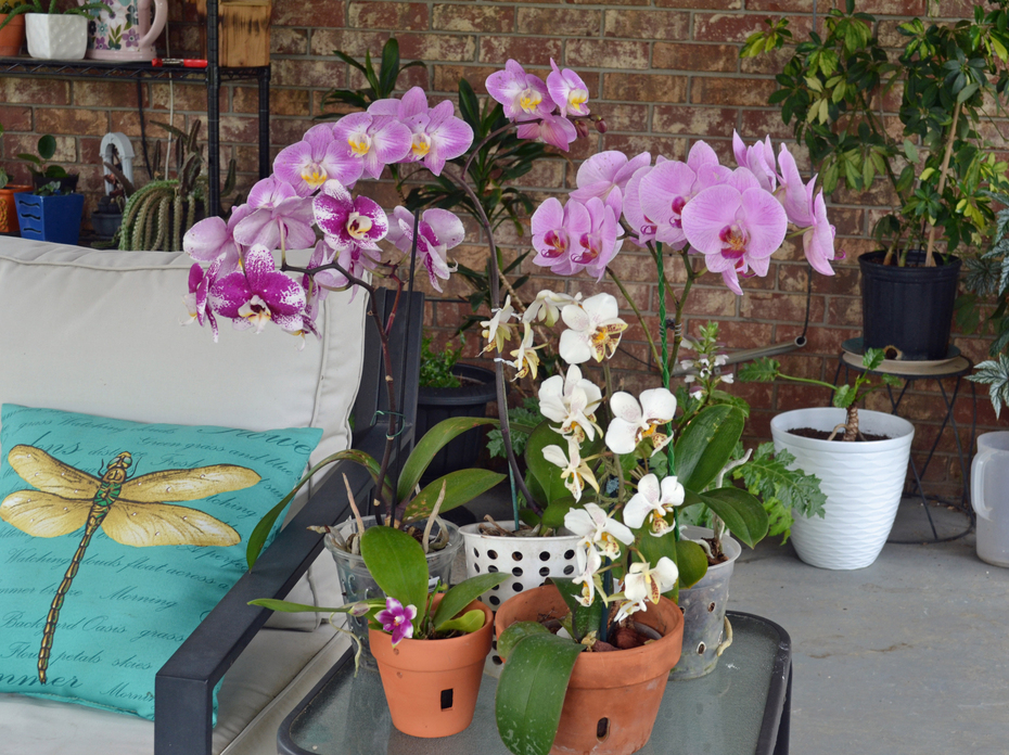 Plants with white and purple blooms grow in containers in a room.