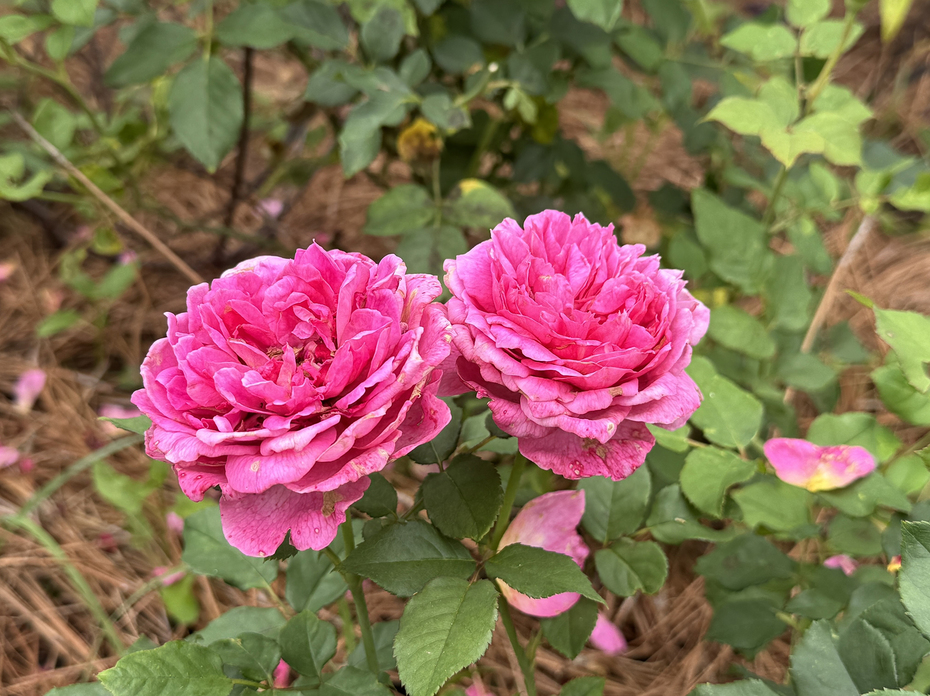 Two pink roses bloom on stems.