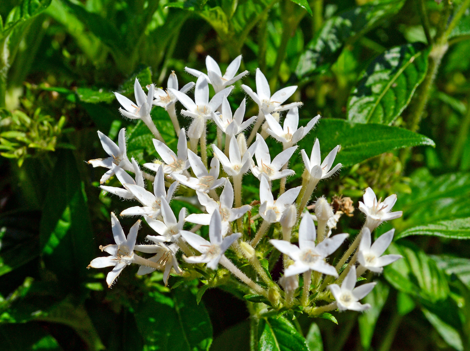 Small, white flowers bloom in a cluster.