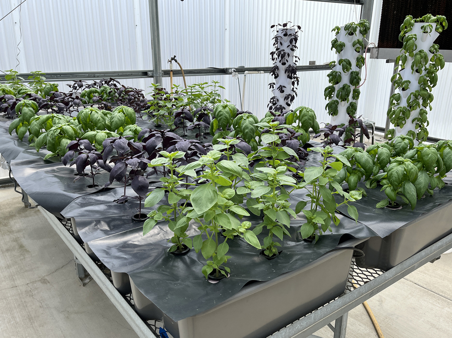 Small plants grow indoors in towers and covered trays on a table.