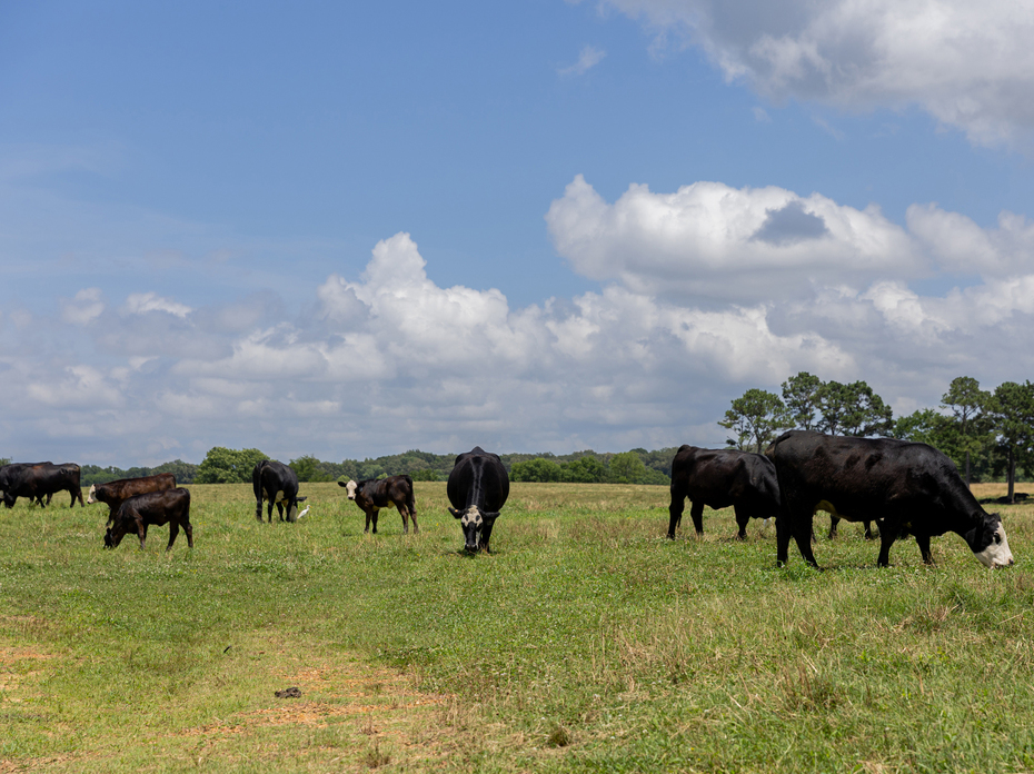 A small herd of black cows feeds in a pasture.