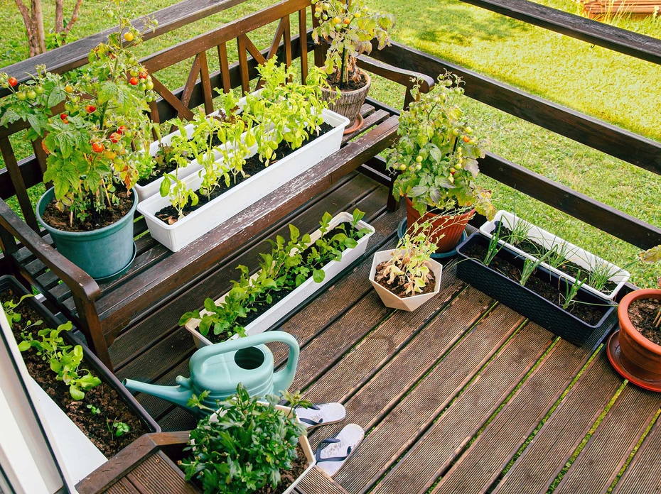 Vegetable plants grow in containers on a back porch.