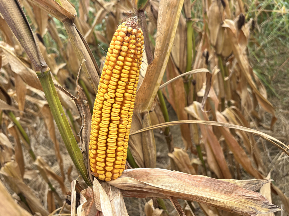 A mature ear of corn has been shucked while on the stalk.