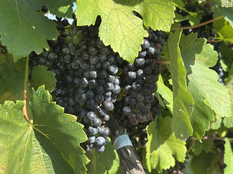 Dark clusters of grapes hang among leaves on a vine.