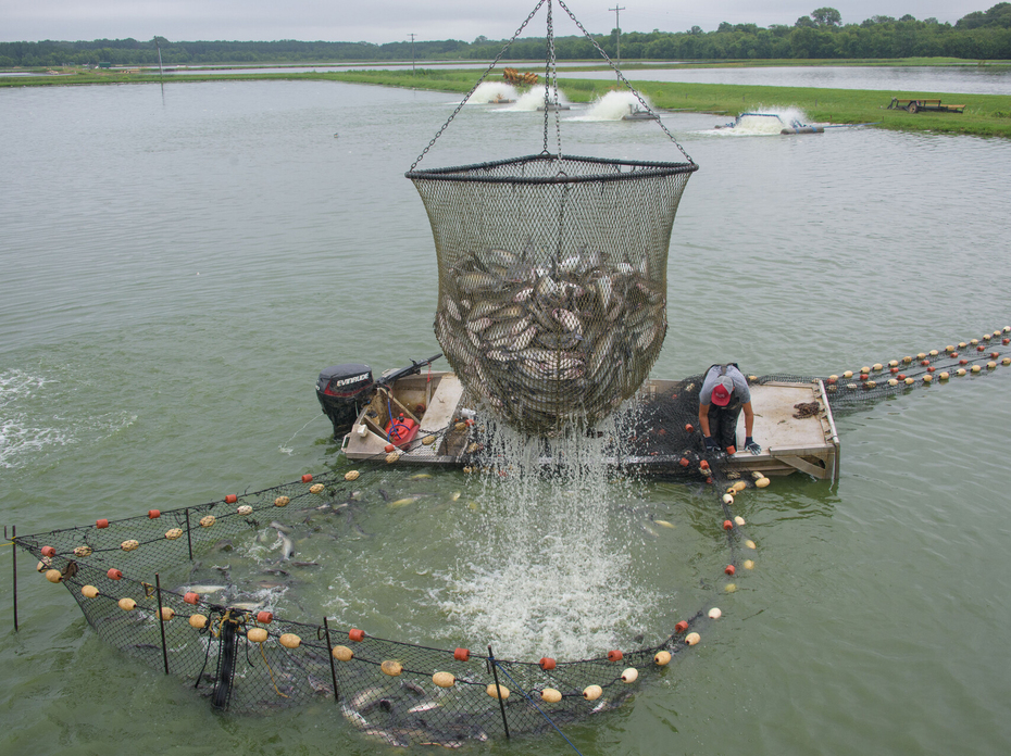 Catfish are harvested from a pond using a large net suspended above a boat.