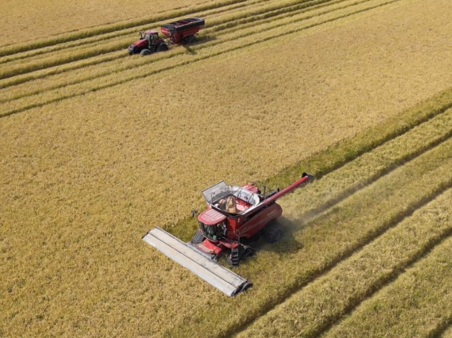 Two rice harvesting machines move through a rice field. 