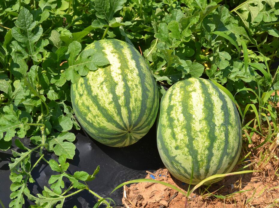 Two watermelons on the vine.