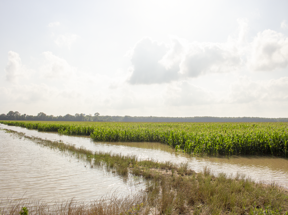 Water stands in a corn field