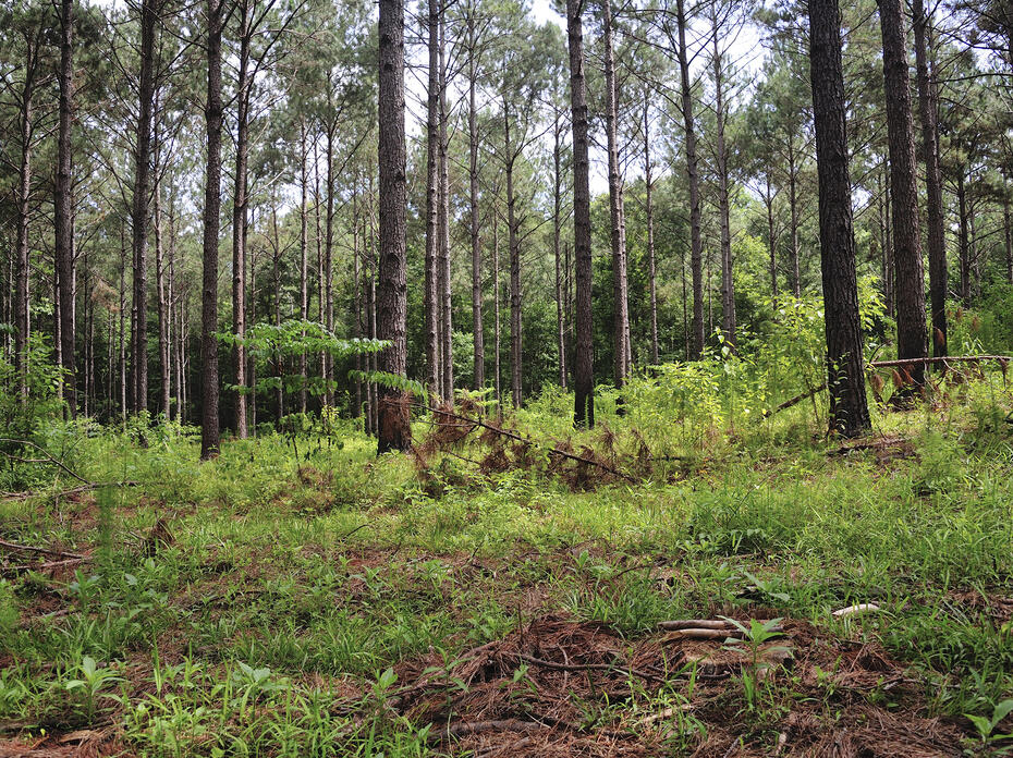 Pine trees grow in the forest.