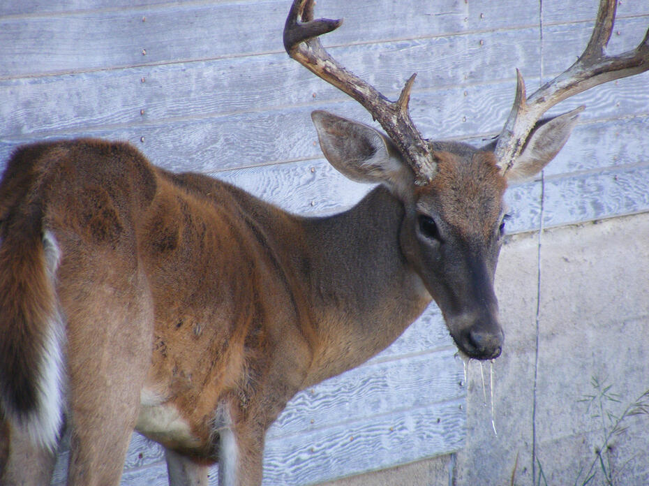 An unhealthy deer stands next to a wall.