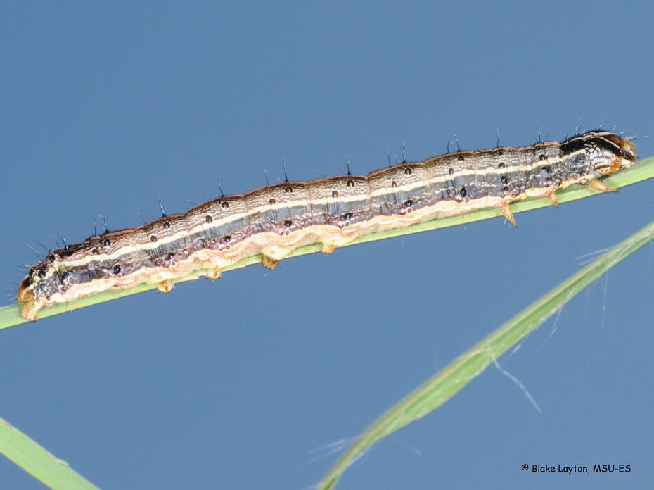 A brown caterpillar rests on a blade of grass.