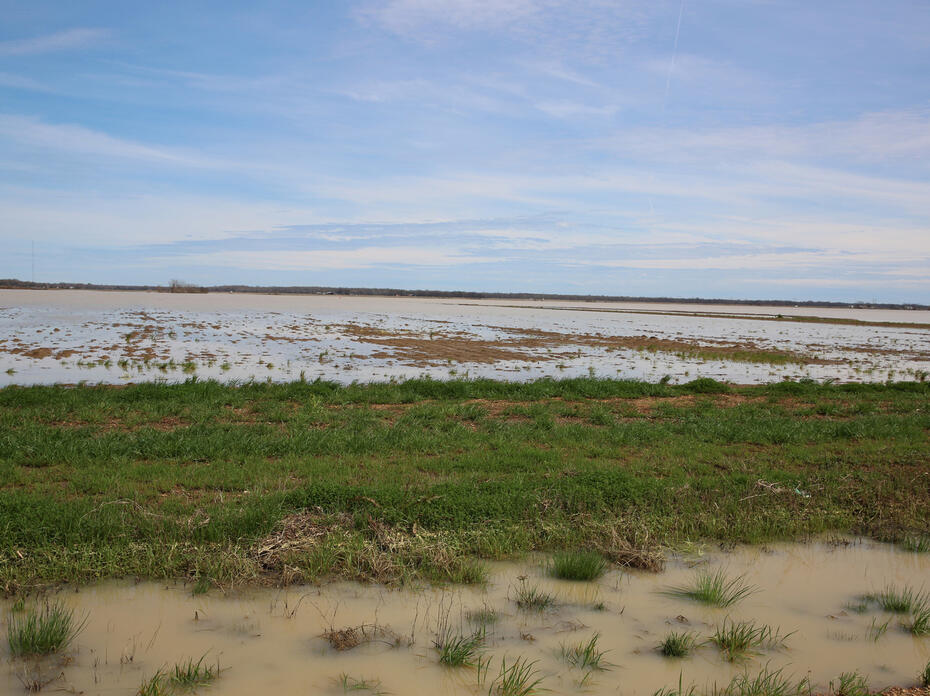 Flooded row crop field