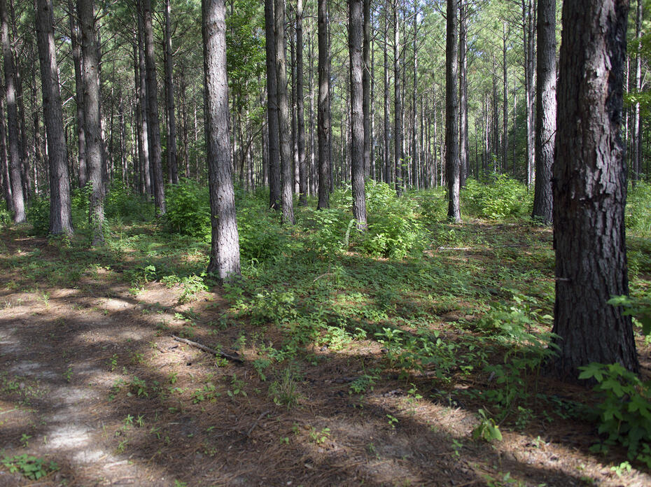 Sunlight trickles through a stand of timber.