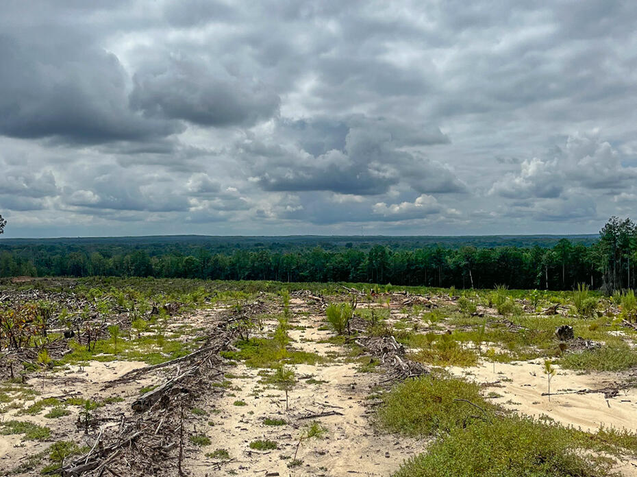 Sandy field where pine tree stand has been recently harvested