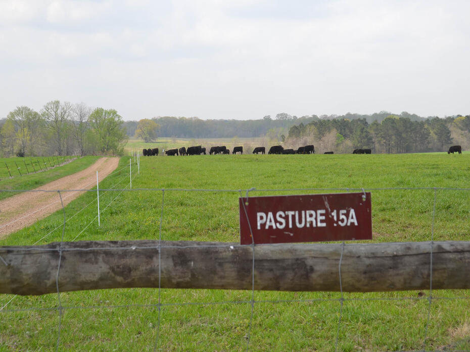 Distant cows graze in a fenced pasture.