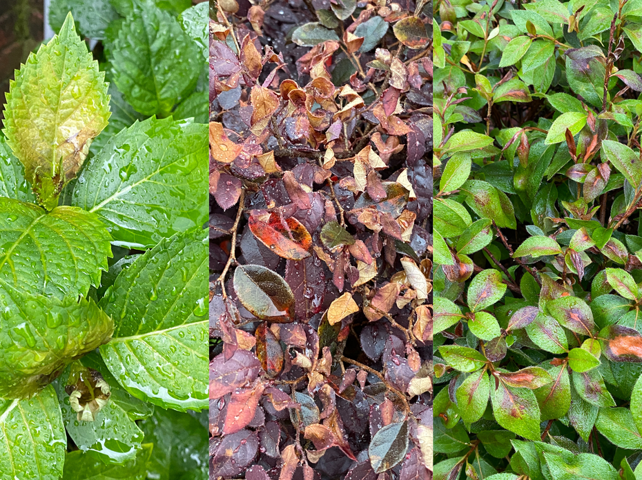 A collage of photos of hydrangeas, loropetalums and azaleas