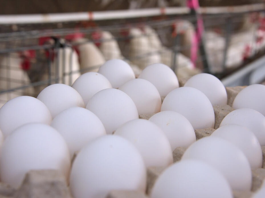 White eggs are pictured in a carton with chickens in the background.