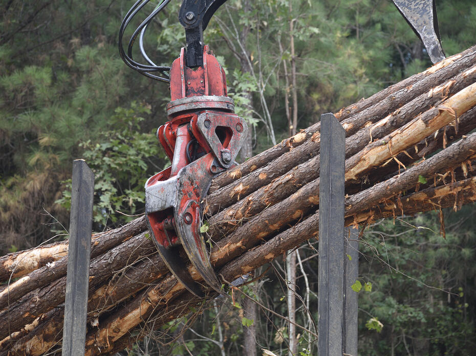 Felled trees are grasped by logging equipment in mid-air.