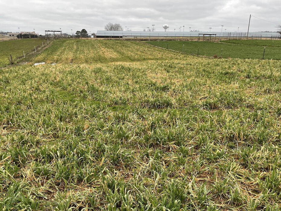 Pasture with dying grass.