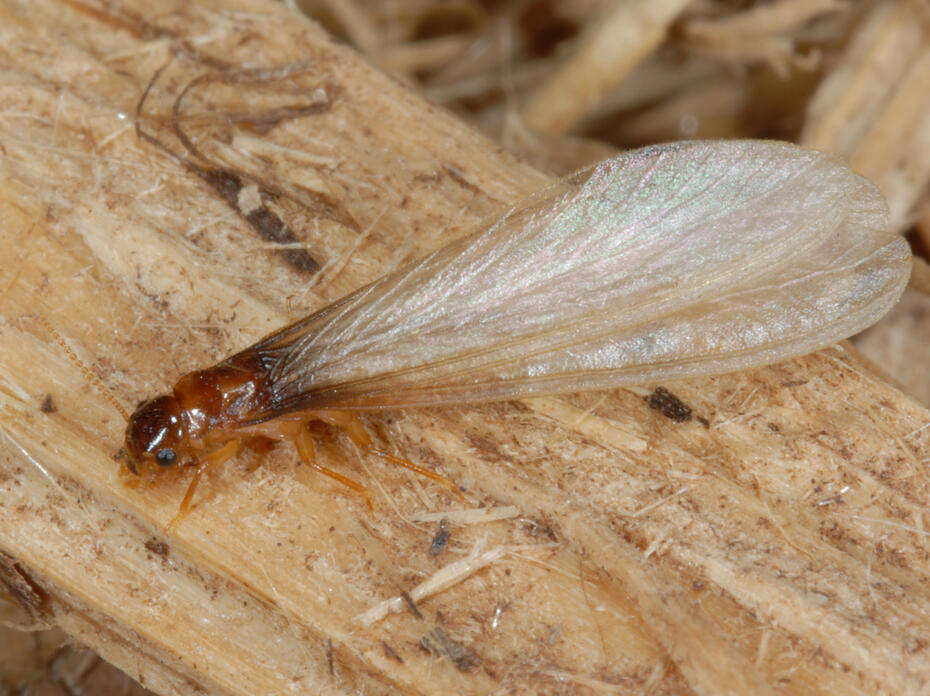 A small brown insect has long, white wings.
