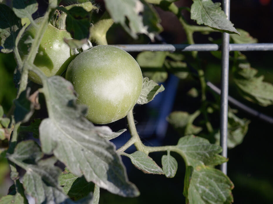 A green tomato on a bush is dusted lightly with powder.