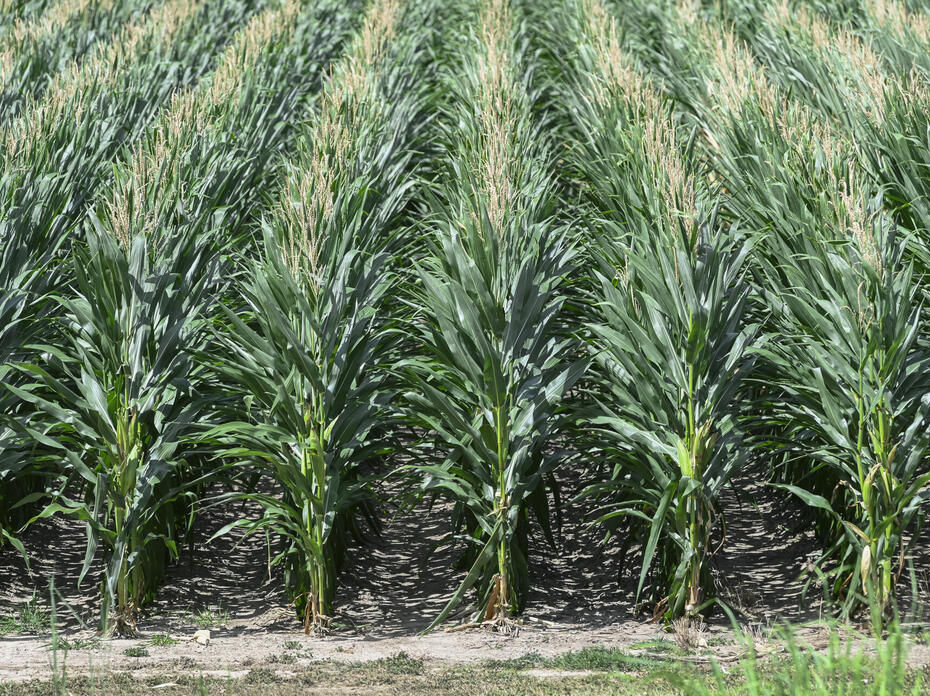 Rows of corn in a field.