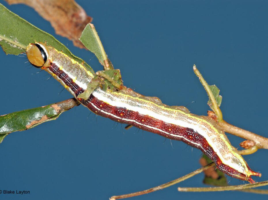 A closeup of a variable oakleaf caterpillar.