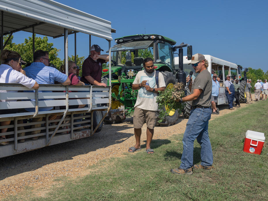 A peanut agronomist shows a group of people a disease-infested peanut plant.