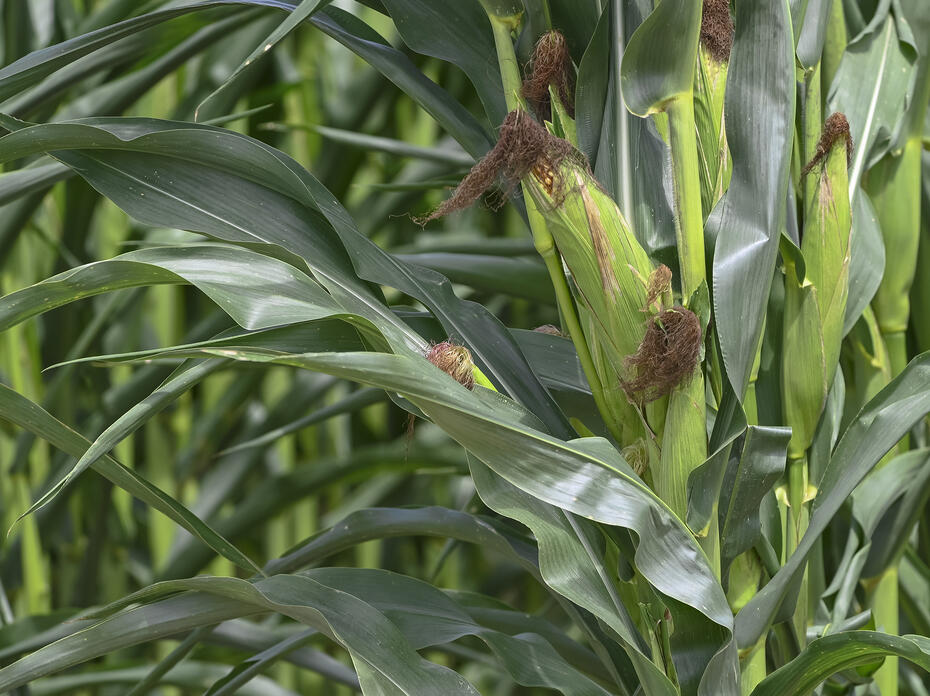 Ears of corn with tassels grow on green stalks.