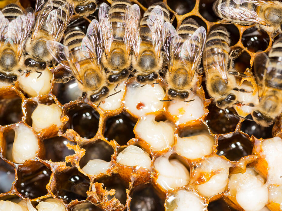 Close-up of a beehive with a red varroa mite inside one of the combs