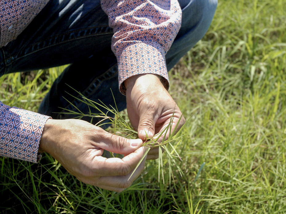 A person holds a clump of green grass while crouching in a grassy field.