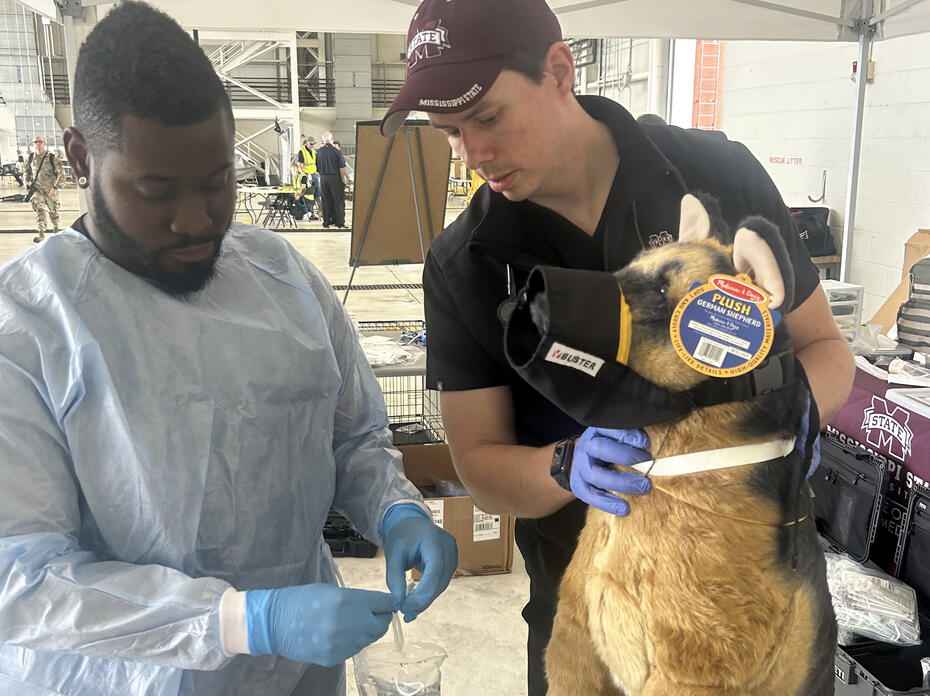 Two veterinarians pretend to treat a mannequin of a German Shepherd dog for injuries.