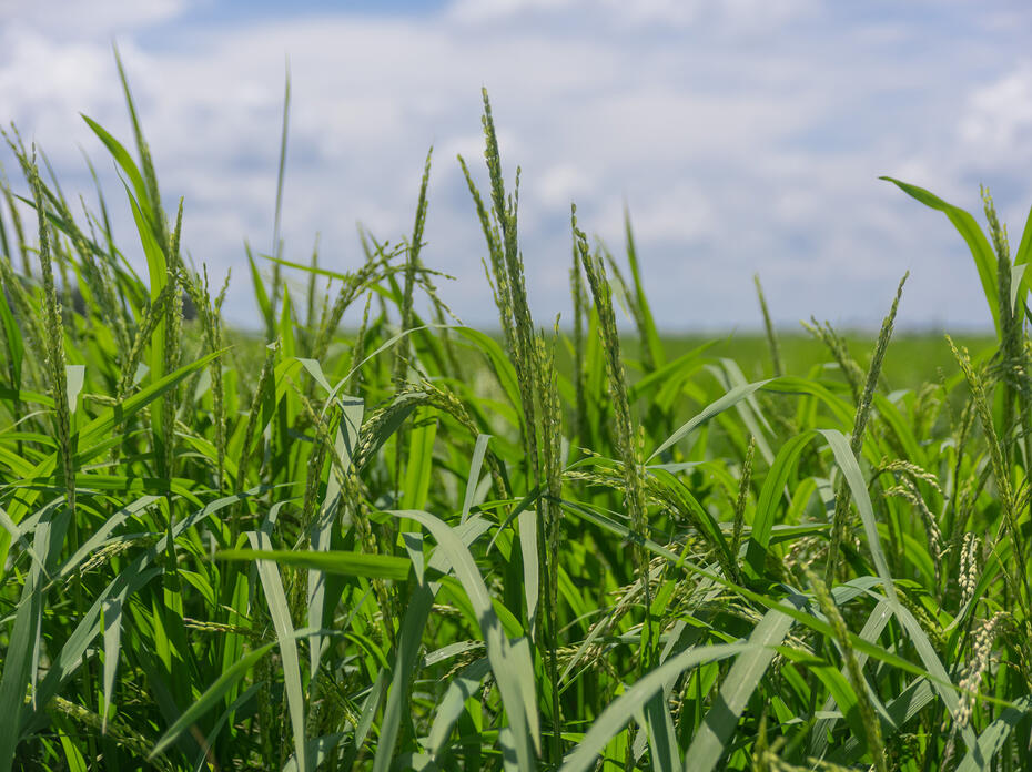 Close-up of rice growing in a field